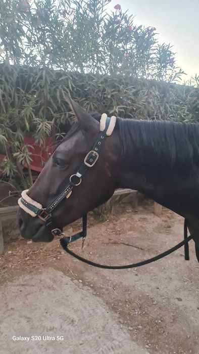 Égua muito mansa e bem treinada no Algarve