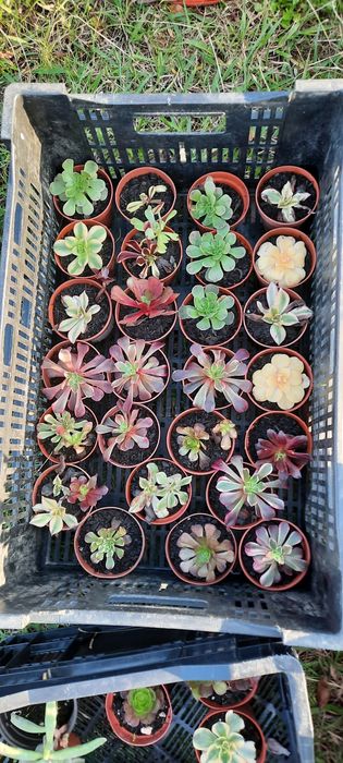 VASOS Suculentas reprodução caseira adaptadas ao tempo.