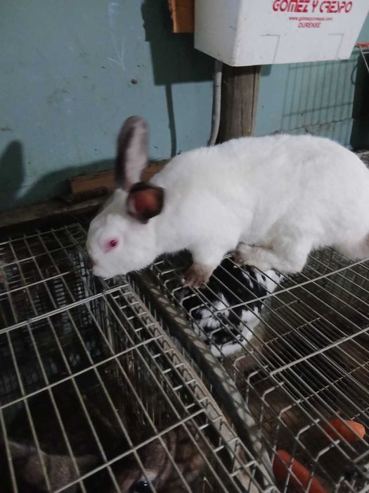 Casal coelhos raça Califórnia