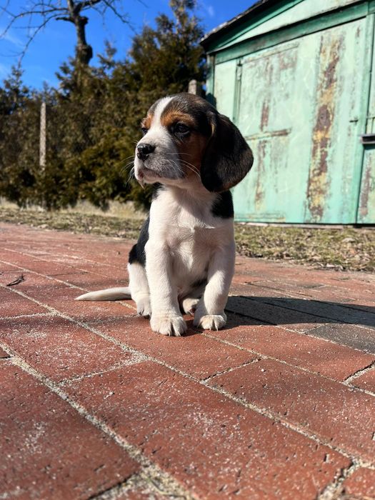 Prześliczny szczeniak Beagle