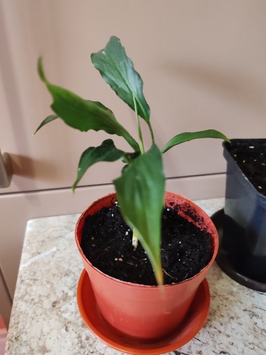 Спатифіліум.       .