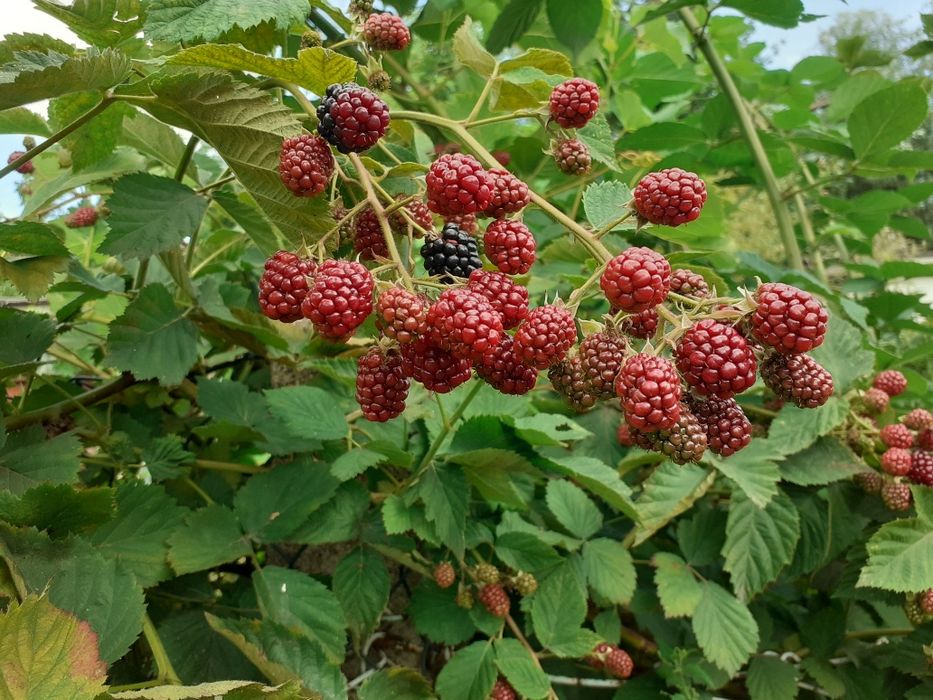 Orzechy Włoskie ZIELONE i Różne Owoce