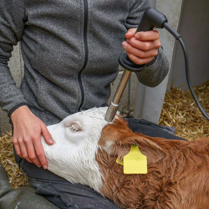 Dekornizator wypalarka do rogów dla bydła ELEKTRYCZNY