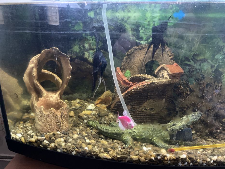 Віддам 2 скалярії і одну неон в добрі руки або обміняю на золоту рибку