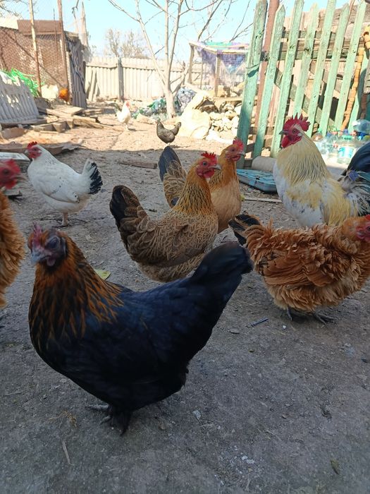 Продам инкубационное яйцо курей породы бентамка