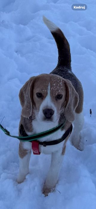 Beagle suczka Niebieska FCI