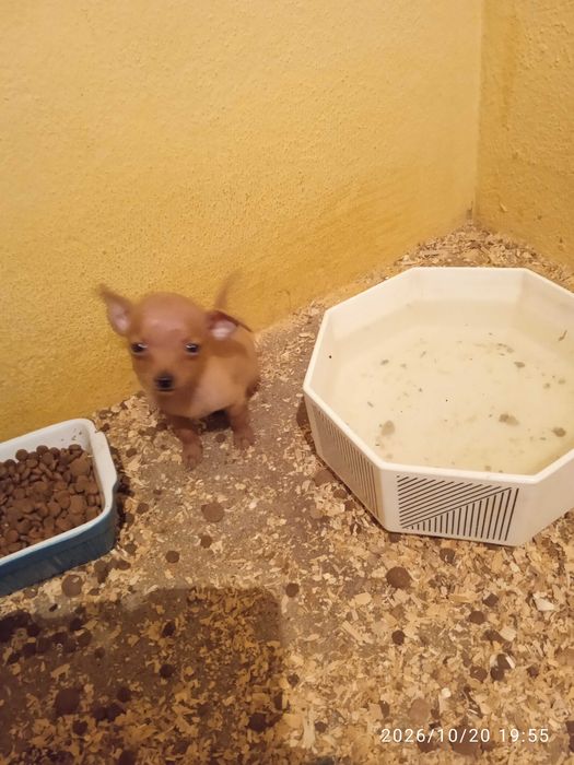 Pinscher macho mini bonito