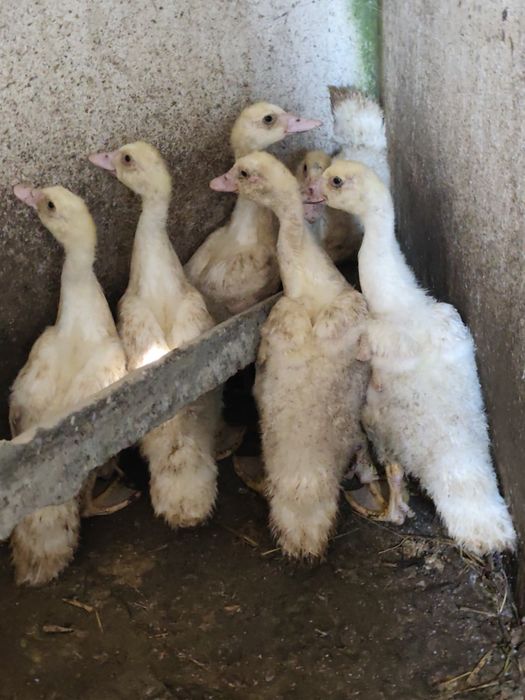 Patos Mudos novos