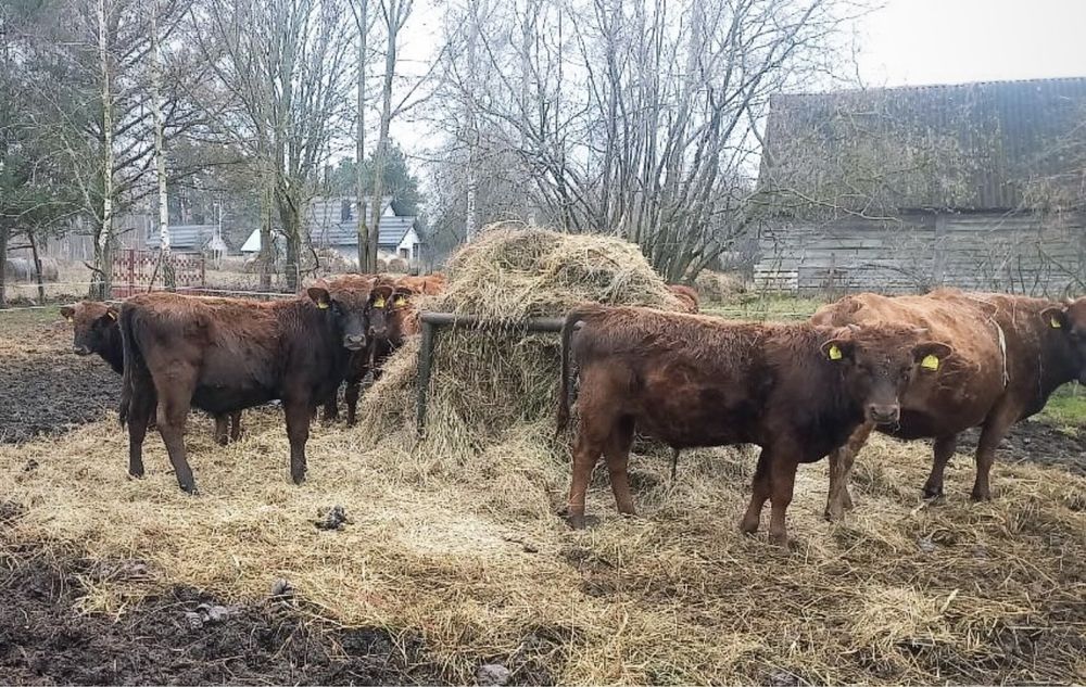 Młode byki rasy Polska Czerwona