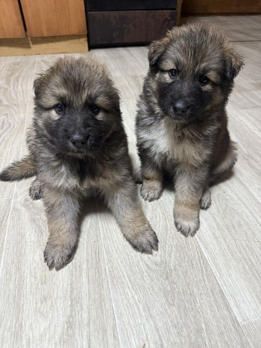 Вівчарки метизи тато Алвбай