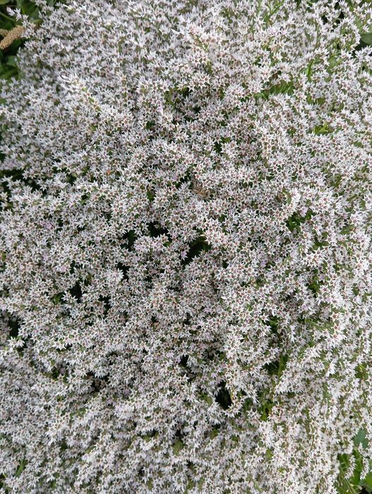 zatrwian tatarski kwiat suszony 2025