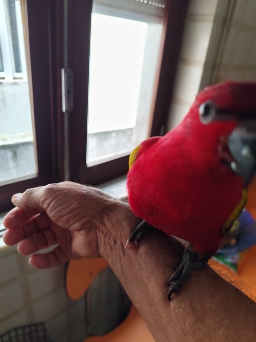 Loris Garrulus (Amor-amor)