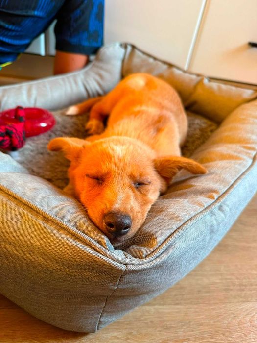 Cão para adoção responsável
