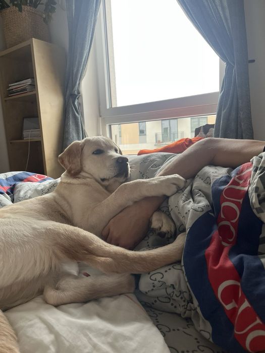 В ДОМАШНІХ умовах.Перетримка. Без КЛіТОК! Лівобережна.