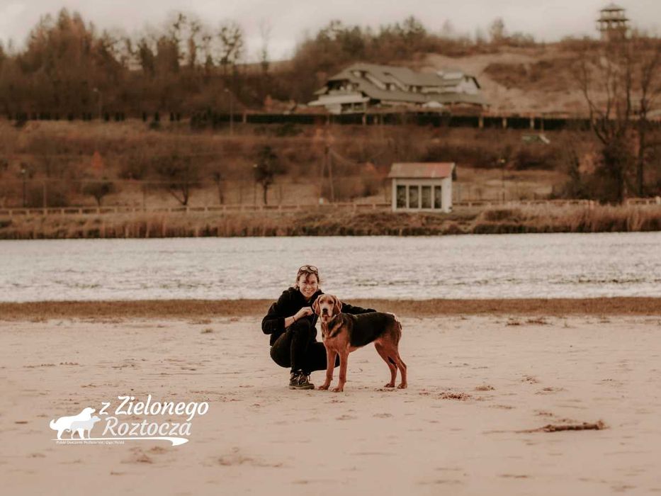 Ogar polski hodowla ZKwP/FCI - dostępny piesek!