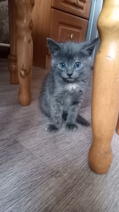 Кошенята безкоштовно