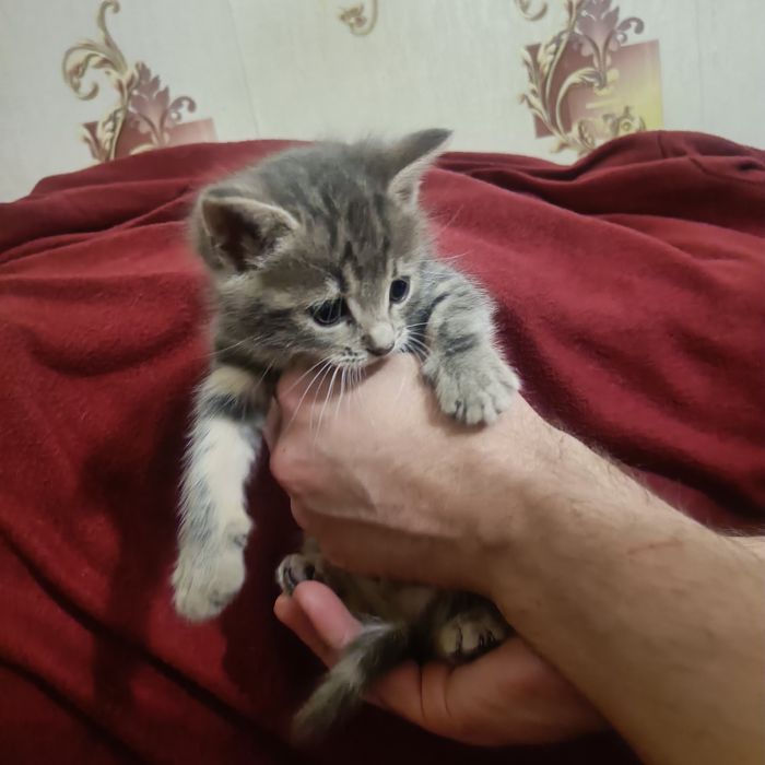 Кошеня шукає родину