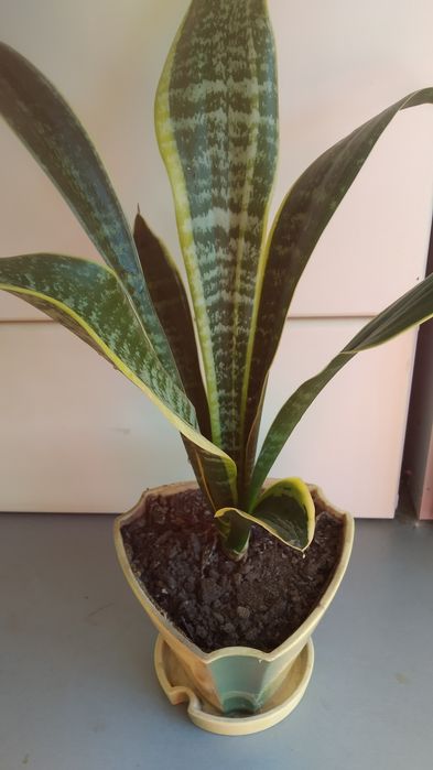 Квітка Сансиверія