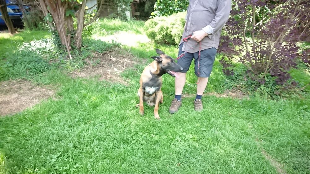 Owczarek Belgijski agresja atak obronaa