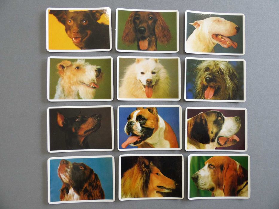 Calendários Cães