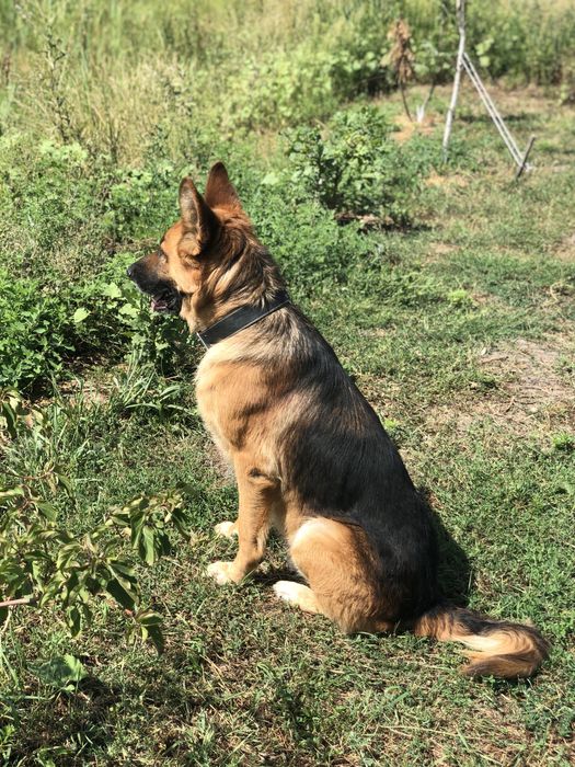 Вязка німецької вівчарки кобель