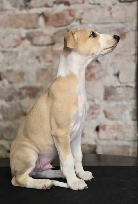 Uroczy samiec rasy whippet z miotu Celebrate
