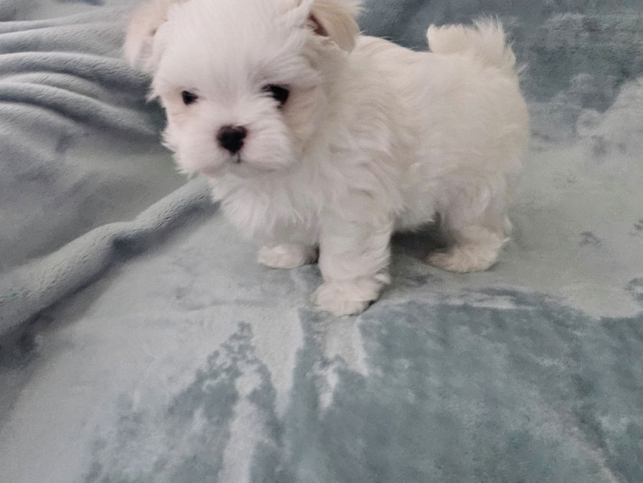 Maltańczyk piesek rodowód ZKWFCI