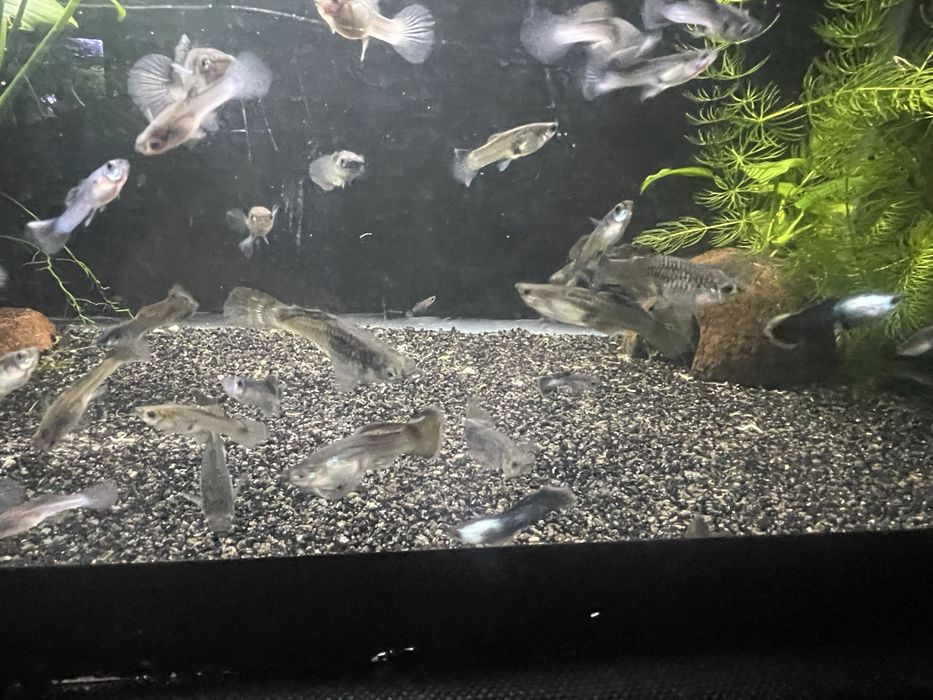 sprzedam  gupiki panda lub zamiana