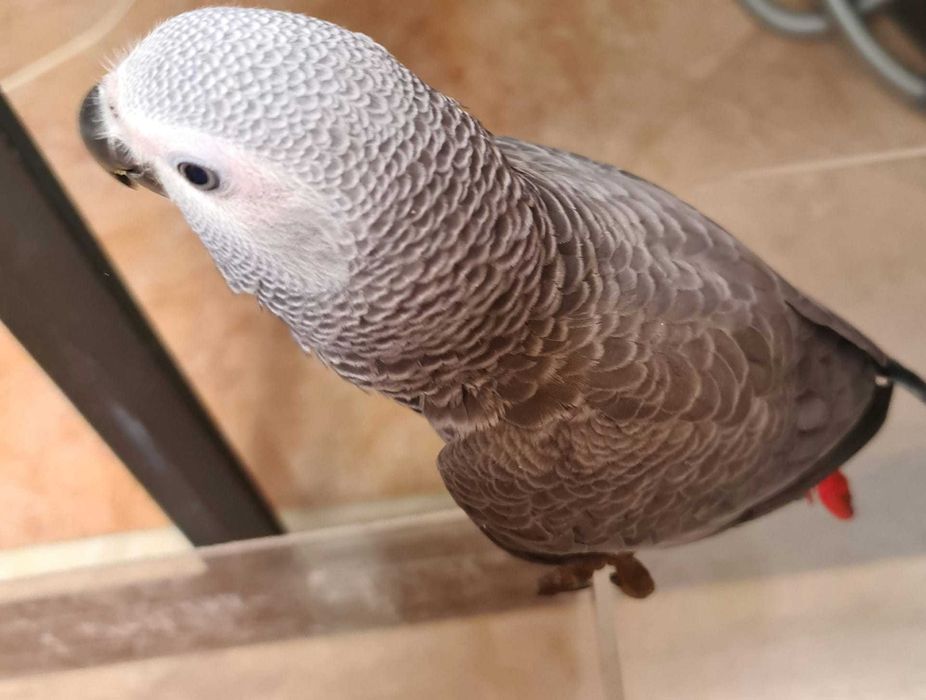 Papagaio Cinzento de Cauda Vermelha