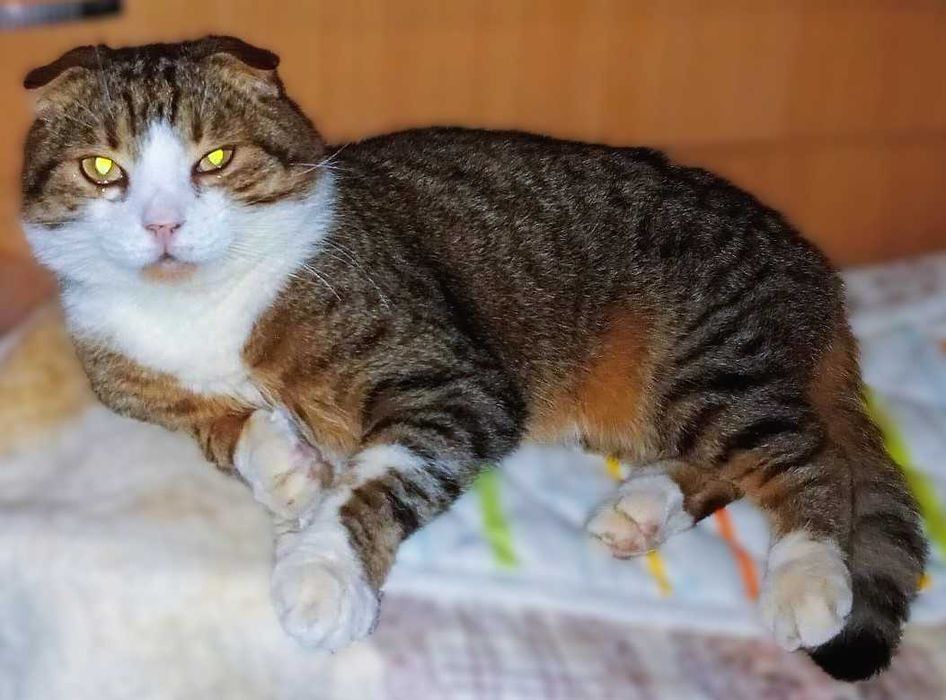 Шукає дім кіт Лунтик