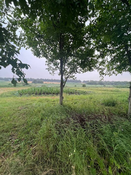 Продам земельну ділянку Щітки