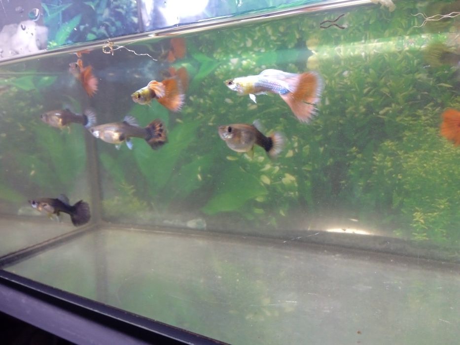 Gupiki młode i dorosłe