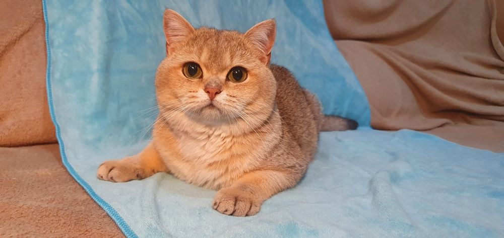 Розплідник пропонує дівчинку золотої шиншили в дорогому кольорі ny12