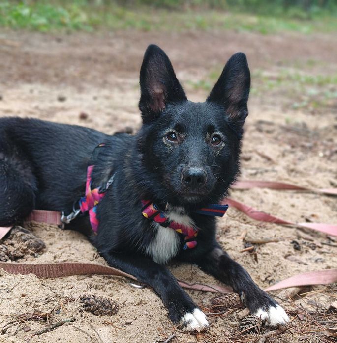 Marysia - delikatna młoda sunia