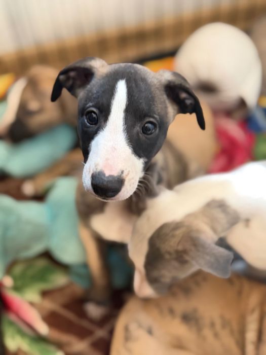 Himiros GINO whippet chłopiec do odbioru w połowie października