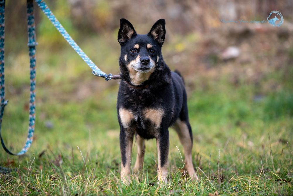 Mały,czarny,spokojny pies w typie rasy Shiba Inu.Piękny i mądry samiec