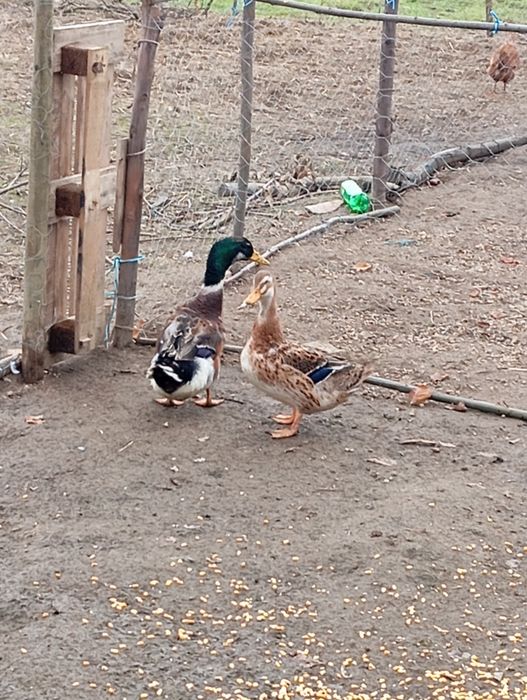 patos rouen adultos vendo ou troco