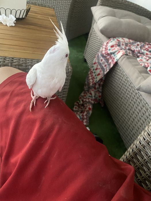 Tenho uma caturra albina domesticada para cerder