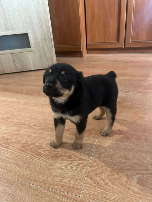 Oddam pieski za darmo