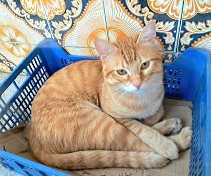 CASTRADO ! Macho juvenil disponível para adoção responsável