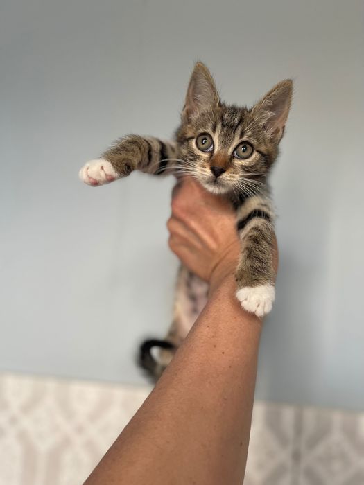 Отдам Котята котики котенок мальчик