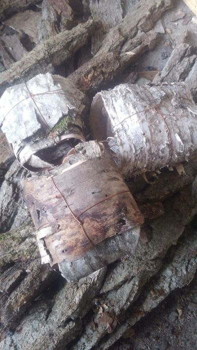 Кора дуба сосны берези