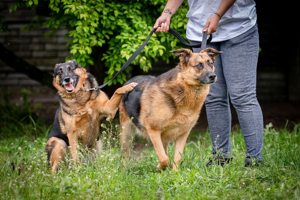 Dama i Dragon dwa owczarkowate czekaja na jeden dom