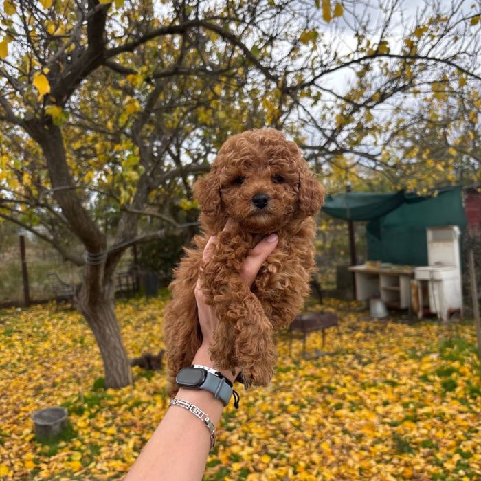Мальтипу ред браун Мини — малыш мечты