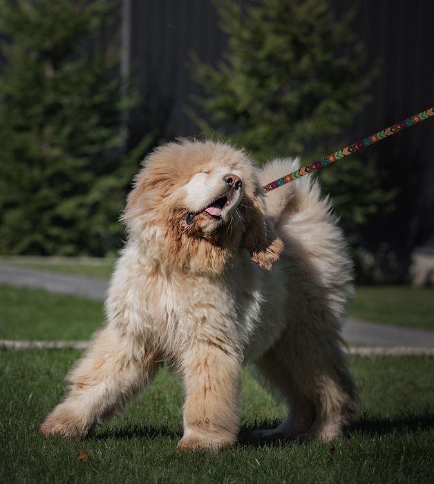 Тібетський мастиф