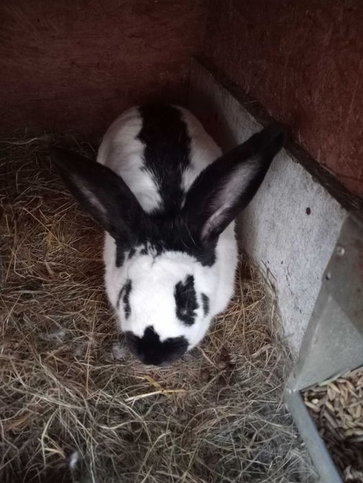 Sprzedam samicę srokacz niemiecki