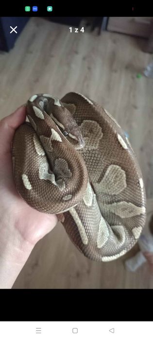 Python Samiec 6 letni