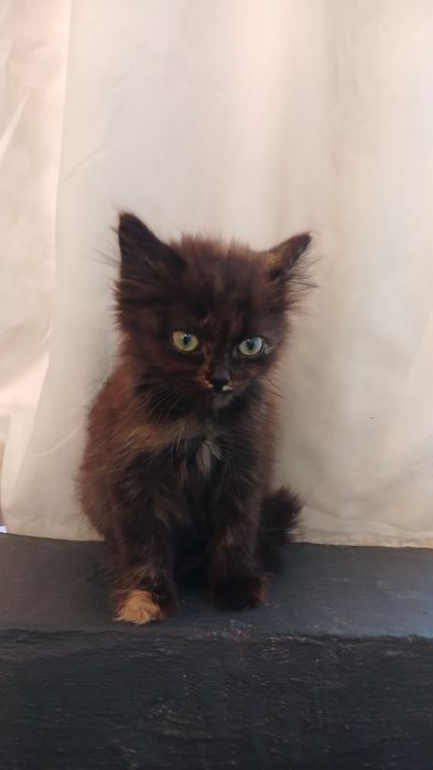 Подарую кошенят в добрі руки віддам безкоштовно