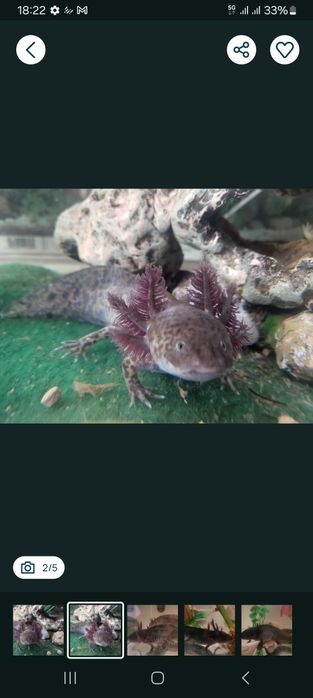 Axolotes Bebes para venda