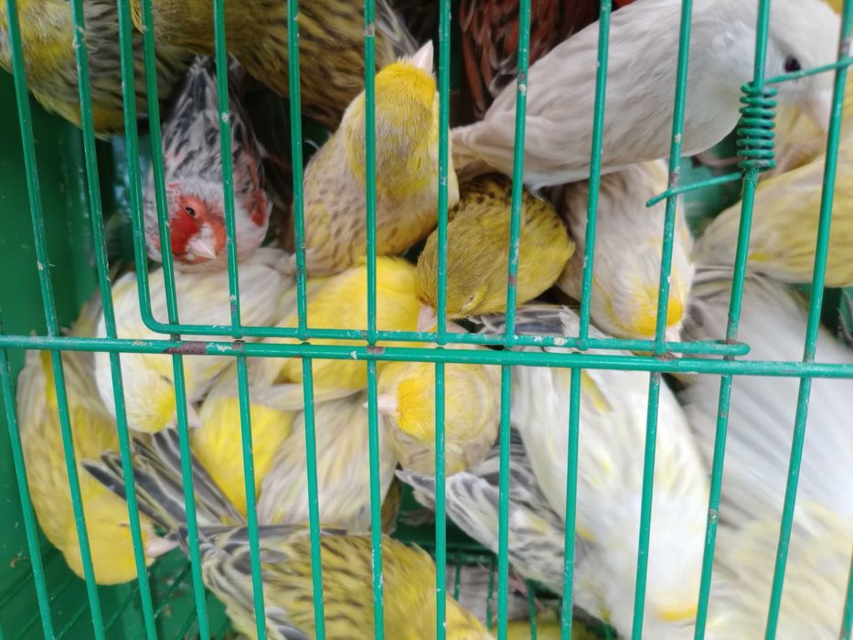 Vendo canários ágatas prontos a criar